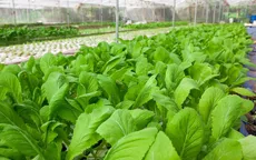 Loạng choạng sản xuất rau sạch: Người nông dân chịu trận