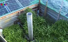 Những vườn rau xanh trên các nhà giàn DK1
