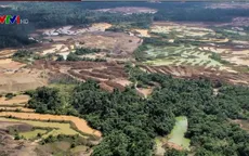 Từ 2001-2016, rừng Amazon tại Peru bị tàn phá với tốc độ nhanh