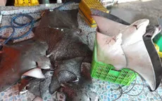 Thơm ngon đặc sản cá đuối đen tại vùng biển Tây Nam