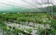 Nông nghiệp công nghệ cao đóng góp giá trị nông nghiệp