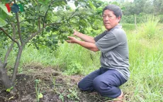 Trồng chanh thu tiền tỷ mỗi năm