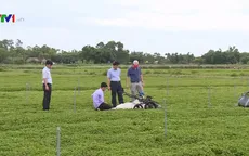TT-Huế: Sáng tạo máy cắt rau má