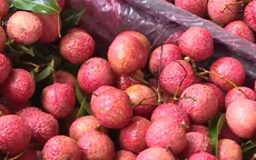 Bắc Giang sẽ là thủ phủ trái cây của miền Bắc hình thành ngành kinh tế cây ăn quả
