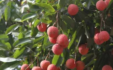 Xuất khẩu vải tươi sang Trung Quốc tăng mạnh