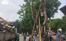Hà Nội tiến hành xử lý cây bị bệnh, mục rỗng để đảm bảo an toàn mùa mưa bão