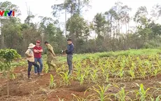 Tây Nguyên nhức nhối nạn phá hoại cây trồng