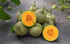 Trồng dưa vàng thơm cho lãi hơn 400 triệu đồng/ha