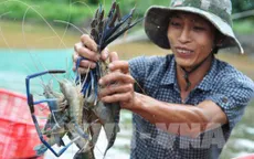 Bộ Nông nghiệp và Phát triển nông thôn khuyến cáo nên đẩy mạnh nuôi tôm sú