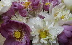 Những sắc hoa mùa Hạ