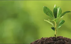 Thực vật có giới tính không?