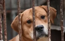 Trung Quốc: Lễ hội thịt chó gây tranh cãi vẫn diễn ra trước sức ép của dư luận