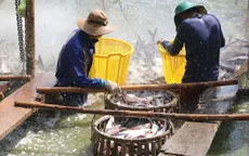 Giá cá tra nguyên liệu tại Cần Thơ giảm mạnh do nguồn cung dồi dào