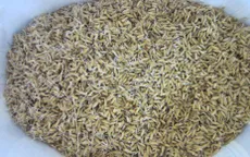 Nông dân trắng tay vì lúa giống kém chất lượng
