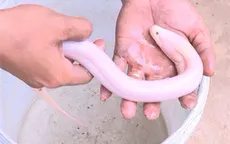 Vĩnh Long: Đặt trúm bắt được lươn bạch tạng kỳ lạ
