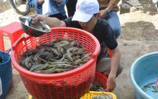Dự báo giá tôm sẽ tăng trong quý III/2018