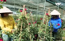 Xuân Quan - Làng hoa cây cảnh tỷ phú ở Hưng Yên