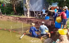 Giá cá tra giống bất ngờ giảm mạnh