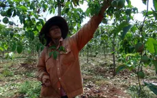 Chanh dây tăng giá, nông dân lại ồ ạt trồng