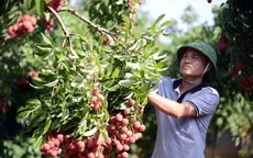 Chủ động tìm đầu ra cho quả vải thiều