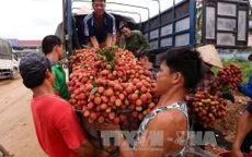 Vải Bắc Giang đáp ứng yêu cầu tiêu thụ mới