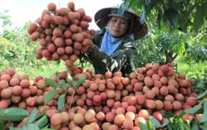 Vải thiều Hải Dương tiêu thụ tốt
