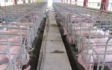 Luật Chăn nuôi cần thiết để khắc phục những bất cập của ngành