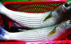 Nhận biết cá đối tự nhiên thơm ngon, giá trị dinh dưỡng cao