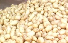 Lâm Đồng: Hơn 1 tỷ đồng thực hiện Đề án nhận diện khoai tây Đà Lạt