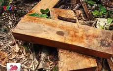 Hà Giang tăng cường ngăn chặn tình trạng phá rừng trái phép