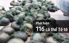 Phát hiện 116 cá thể tê tê tại Hưng Yên