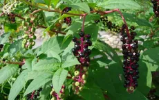 Thương lục - thuốc xổ, đừng lầm thuốc bổ