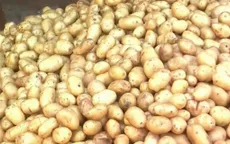 60% khoai tây chế biến tại Việt Nam phải nhập khẩu
