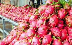 Tiền Giang: Thanh long đổ đống lề đường giá 2.000 đồng/kg