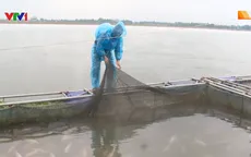 Cá lồng bè chết do xả lũ có chiều hướng gia tăng