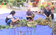 Nhãn Sơn La hướng tới chinh phục các thị trường khó tính