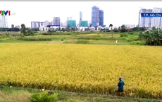 TP.HCM chuyển đổi hơn 26.000 ha đất nông nghiệp