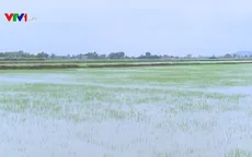 Nhiều diện tích lúa tại Thanh Hóa, Thái Bình bị ngập úng do mưa lớn