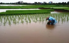 Giải pháp cứu lúa bị ngập úng do mưa bão