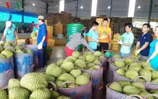 Xuất khẩu sầu riêng chính ngạch: Cần chuyên môn hóa các diện tích trồng sẵn có