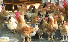 Ngành chăn nuôi gặp khó do gà nhập khẩu giá rẻ