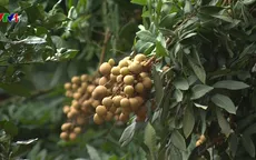 Chuyện nhà nông: với nông nghiệp: Mùa nhãn về