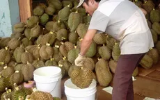 Sầu riêng nhúng Ethephon vẫn đảm bảo an toàn cho người sử dụng