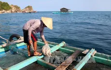 Cá nuôi bè ở Hòn Nghệ (Kiên Giang) liên tục chết bất thường