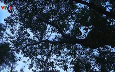 Sri Lanka trao tặng cây bồ đề thiêng cho Việt Nam
