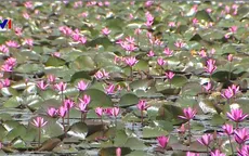 Bông súng tím - Loài hoa giúp thoát nghèo