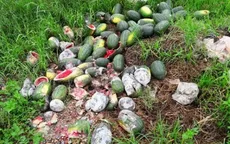 Nông dân Nghệ An tổn thất nặng nề vì dưa hấu bị úng thối