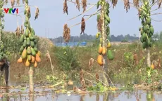 Nước lũ lên nhanh đe dọa sản xuất tại Đồng Tháp