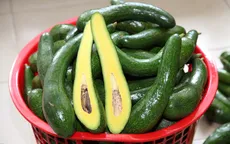 Chia sẻ bí quyết lựa chọn bơ ngon