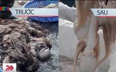Nguy cơ ảnh hưởng đến sức khỏe từ bạch tuộc ngâm hóa chất